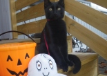 Katt, spøkelse og halloweenbøtte